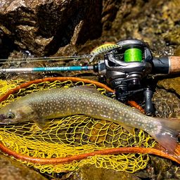 ニッコウイワナ