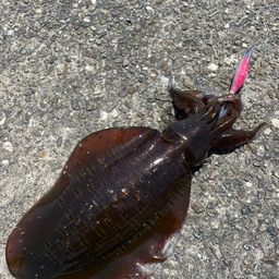 アオリイカ
