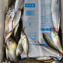 アジ