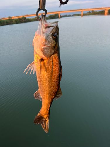 セイゴ（タイリクスズキ）の釣果