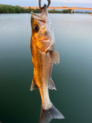 セイゴ（タイリクスズキ）の釣果