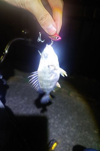 キビレの釣果