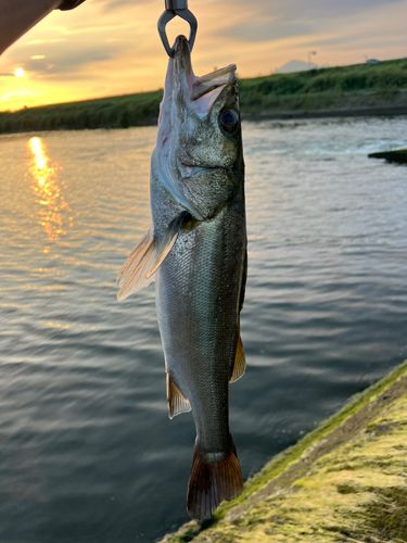 セイゴ（タイリクスズキ）の釣果