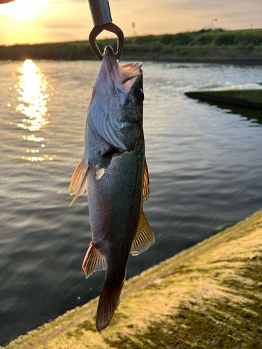 セイゴ（タイリクスズキ）の釣果
