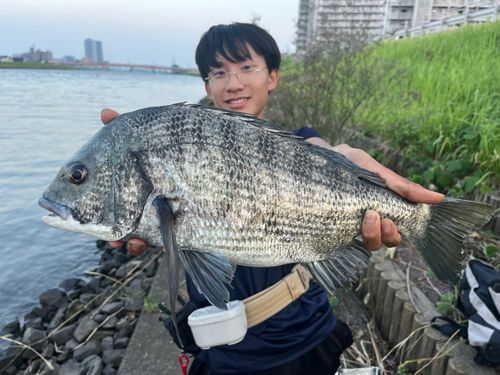クロダイの釣果