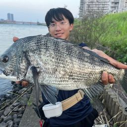 クロダイ