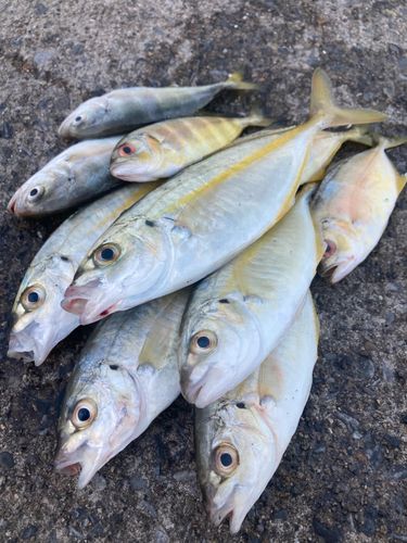 シマアジの釣果