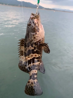 チャイロマルハタの釣果