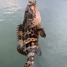 チャイロマルハタ