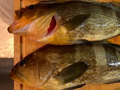 アオハタの釣果