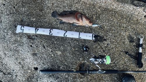 ノミノクチの釣果