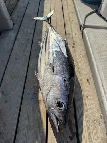 カツオの釣果
