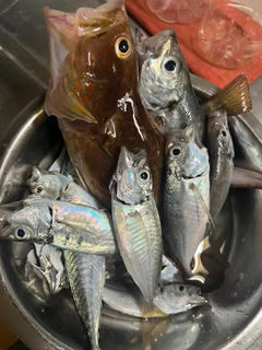 マアジの釣果