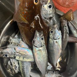 マアジ