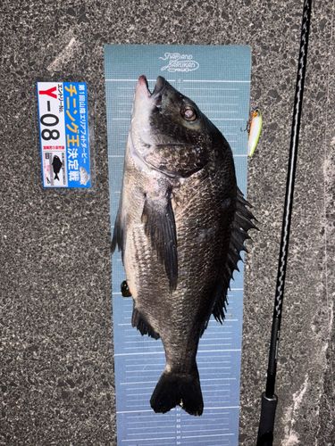 チヌの釣果