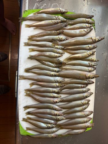 キスの釣果
