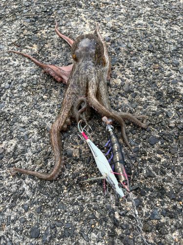 タコの釣果