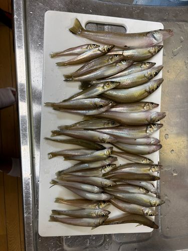 キスの釣果