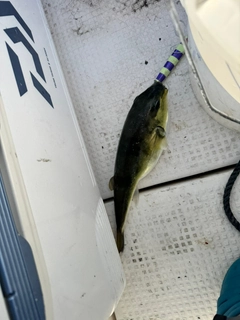 クロサバフグの釣果
