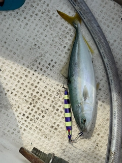 ツバスの釣果
