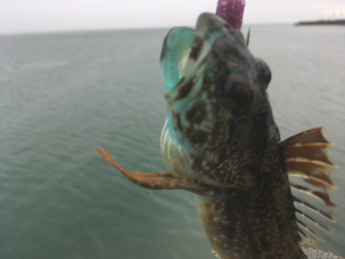 アナハゼの釣果