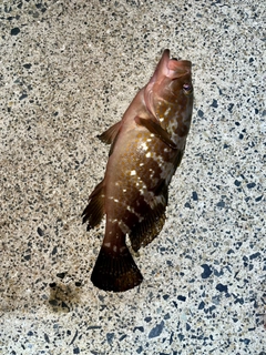 アコウの釣果