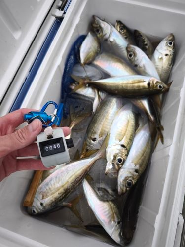 アジの釣果
