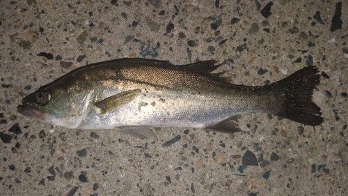 セイゴ（マルスズキ）の釣果