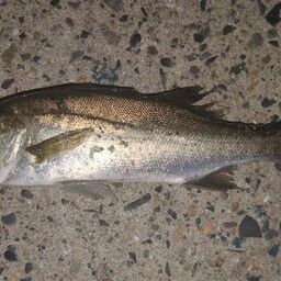 セイゴ（マルスズキ）