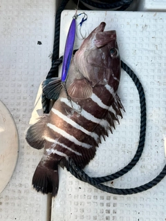 マハタの釣果