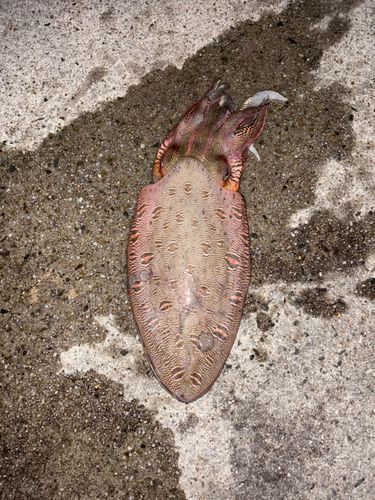 コウイカの釣果
