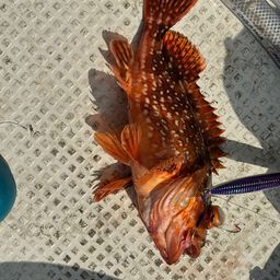 ウッカリカサゴ