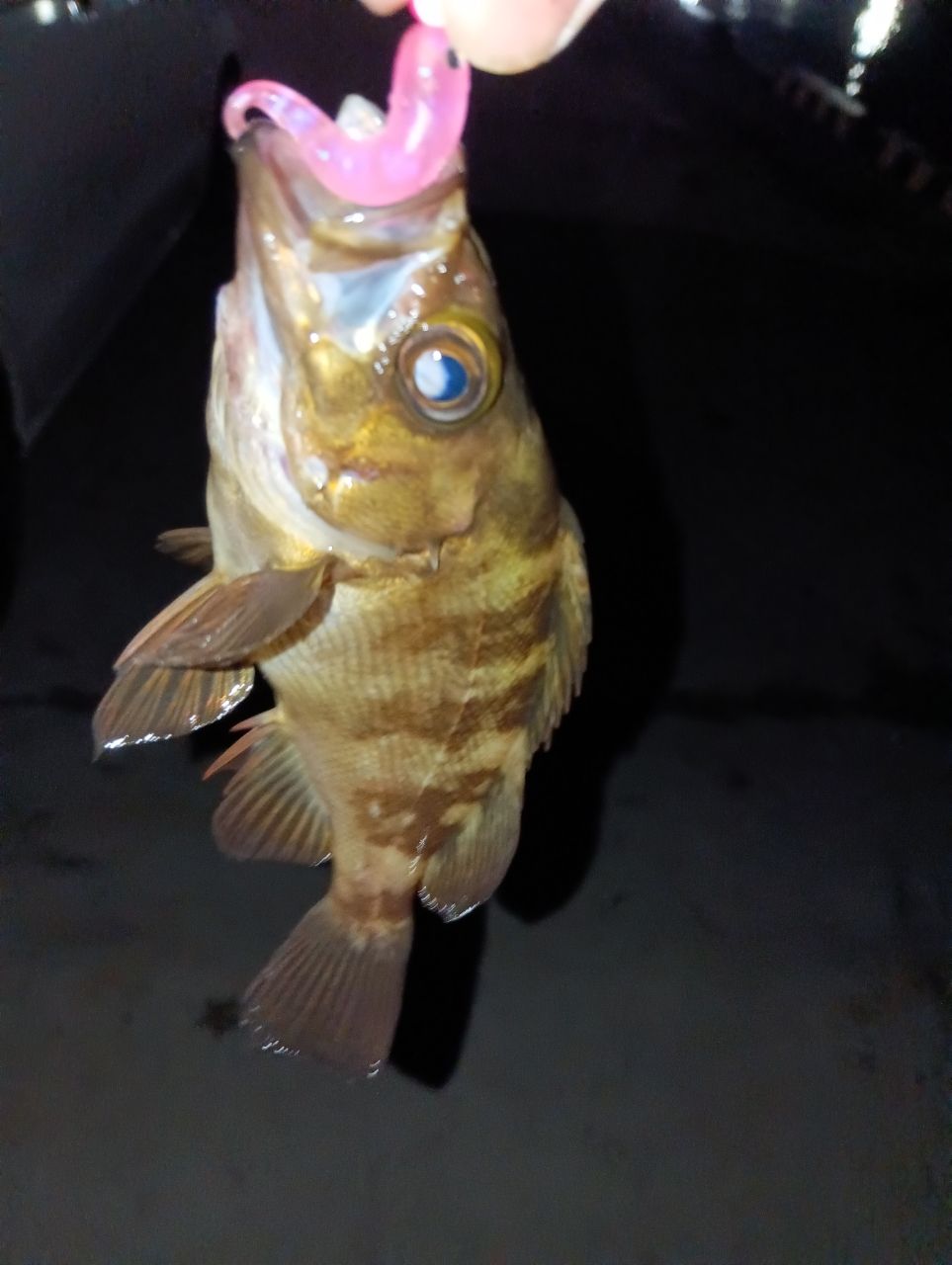メバル
