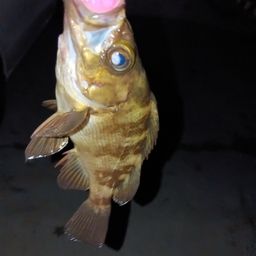 メバル