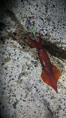 シロイカの釣果