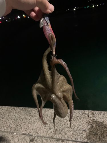 タコの釣果