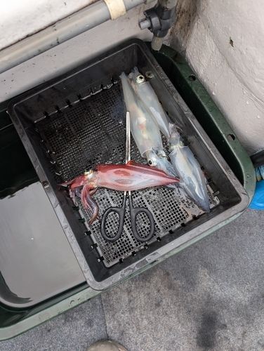 シロイカの釣果