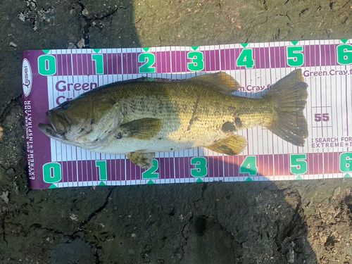 ブラックバスの釣果