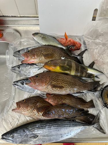オオモンハタの釣果
