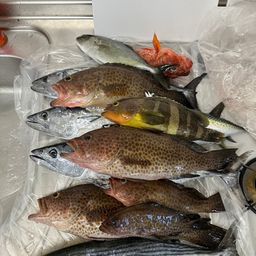 オオモンハタ