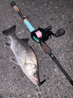 ヒラスズキの釣果