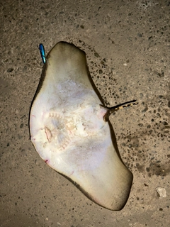 ツバクロエイの釣果