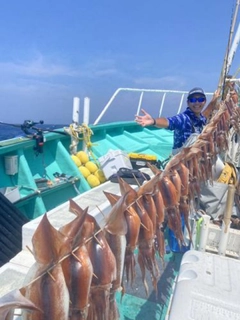 スルメイカの釣果