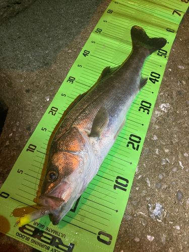 シーバスの釣果