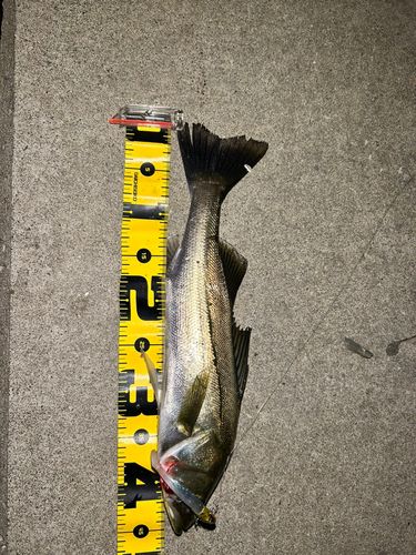フッコ（マルスズキ）の釣果