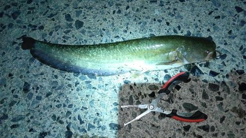 ニホンナマズの釣果