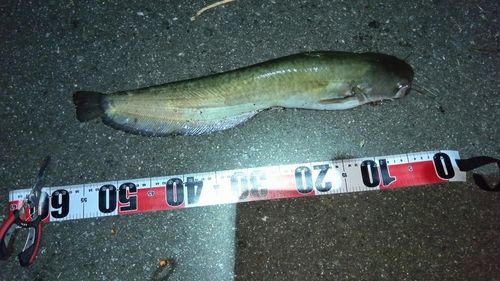 ニホンナマズの釣果