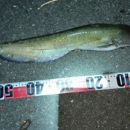 マナマズの釣果・釣り情報まとめ【2025年最新】 - アングラーズ