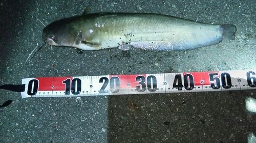 ニホンナマズの釣果