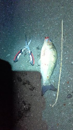 ヘラブナの釣果